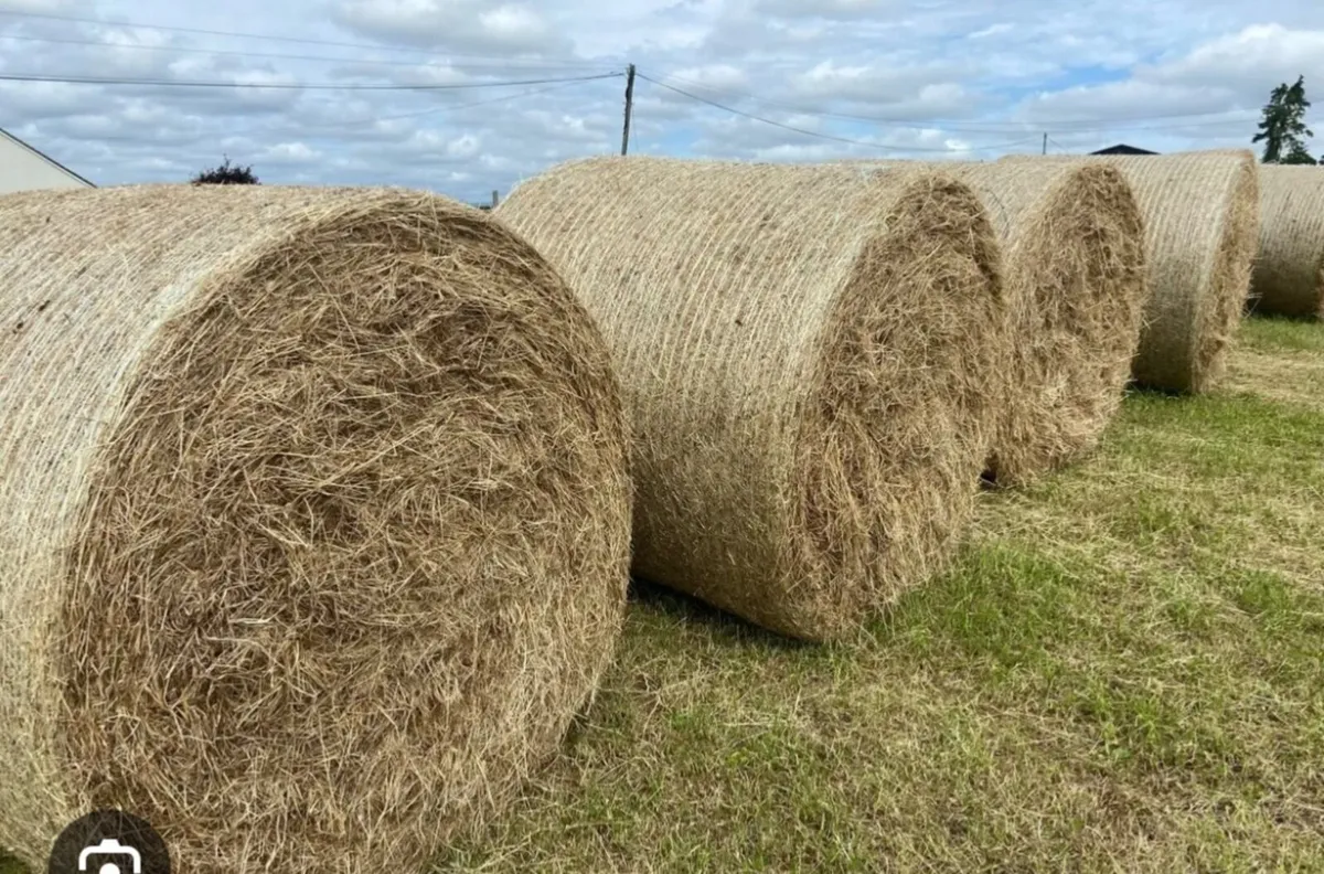 Hay - Image 2