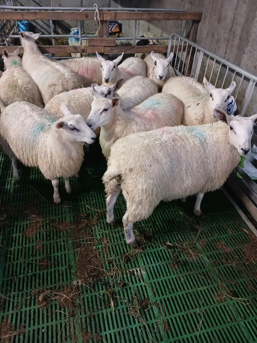 Lambs - Image 2