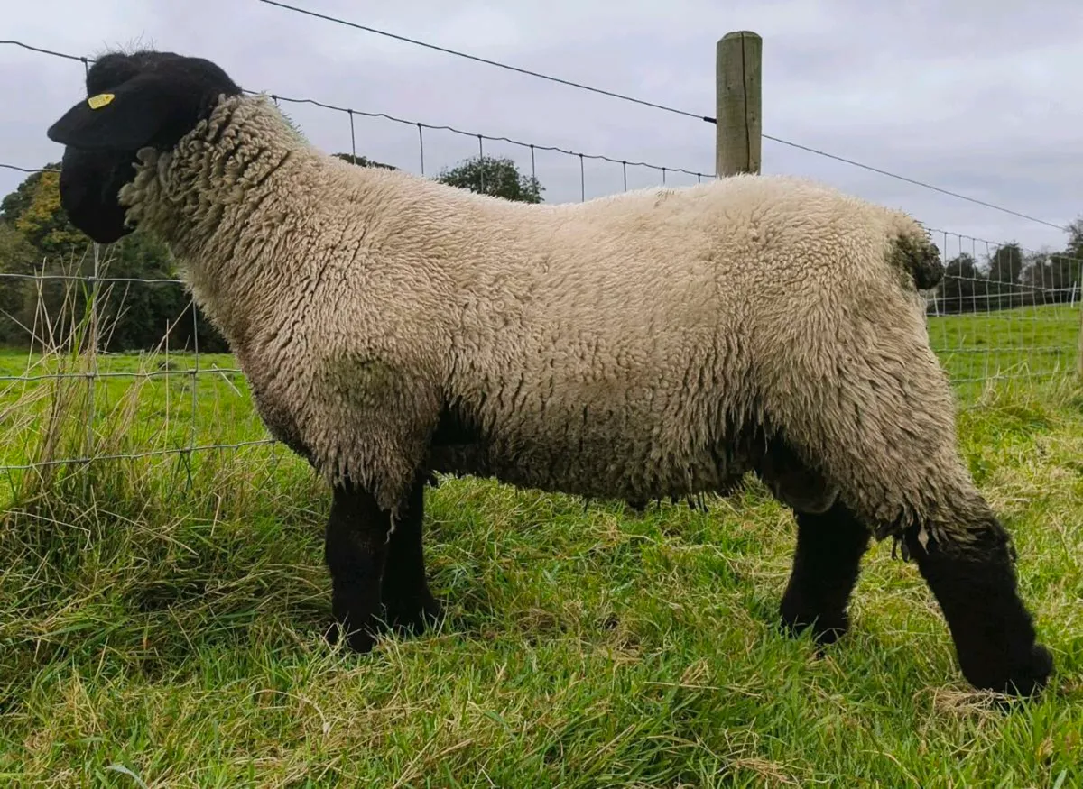 Suffolk Ram Lamb registered pedigree - Image 2