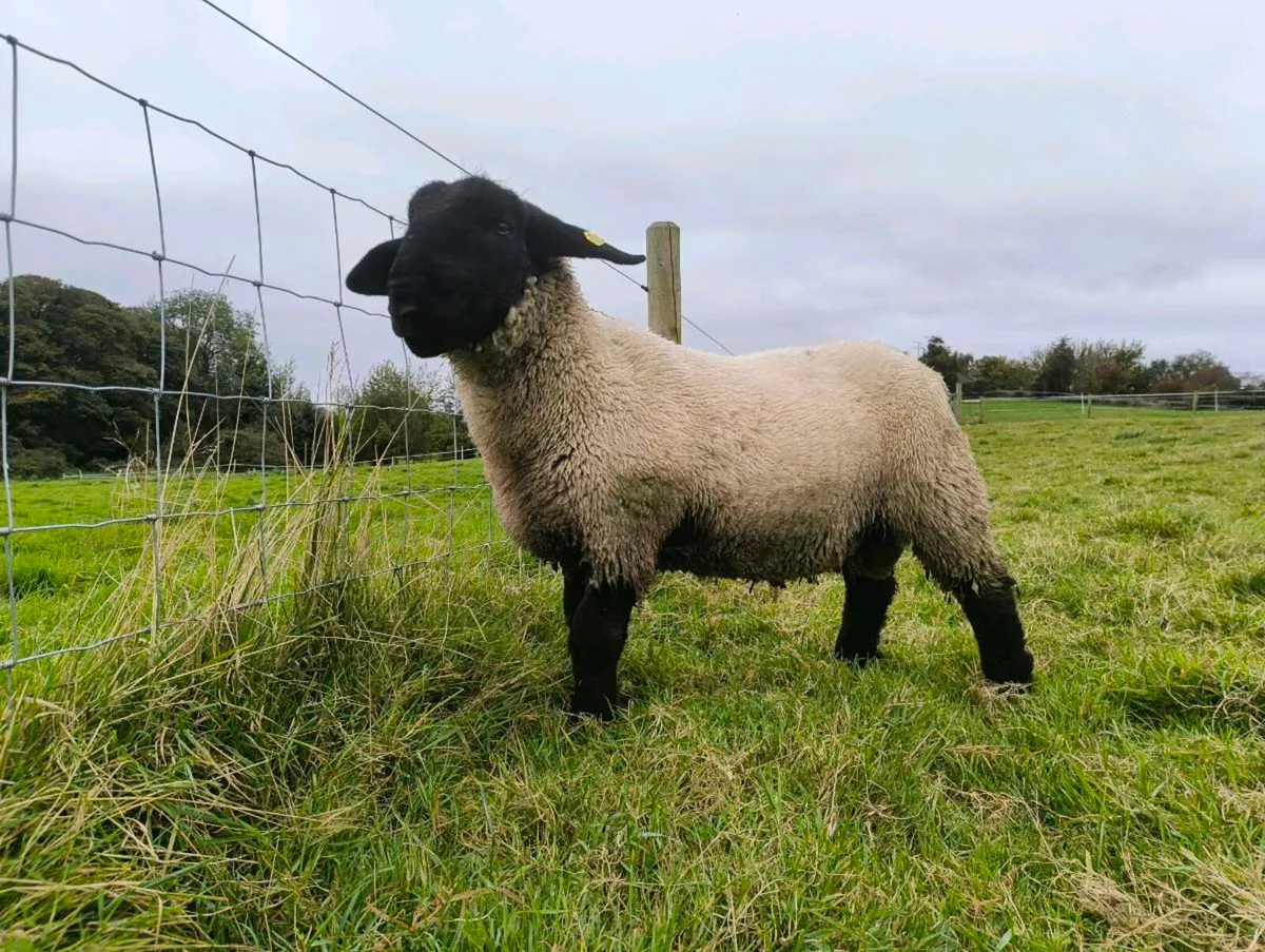Suffolk Ram Lamb registered pedigree - Image 1