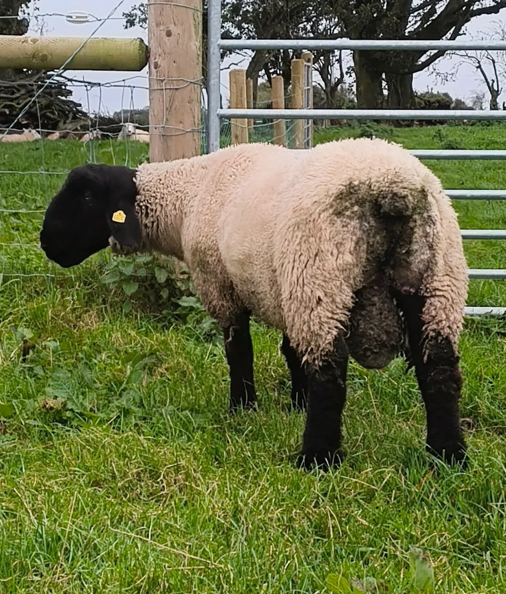 Suffolk Ram Lamb registered pedigree - Image 3