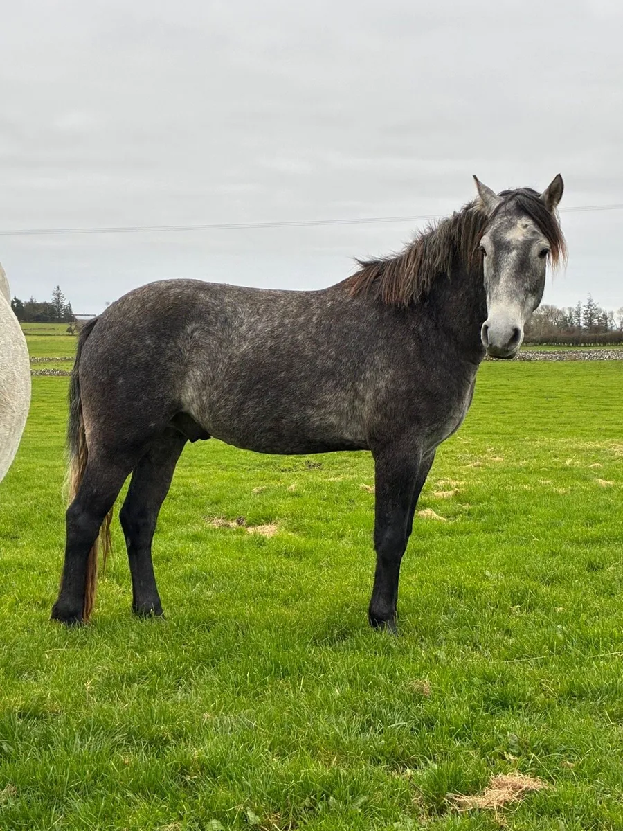 Connemara Gelding - Image 1