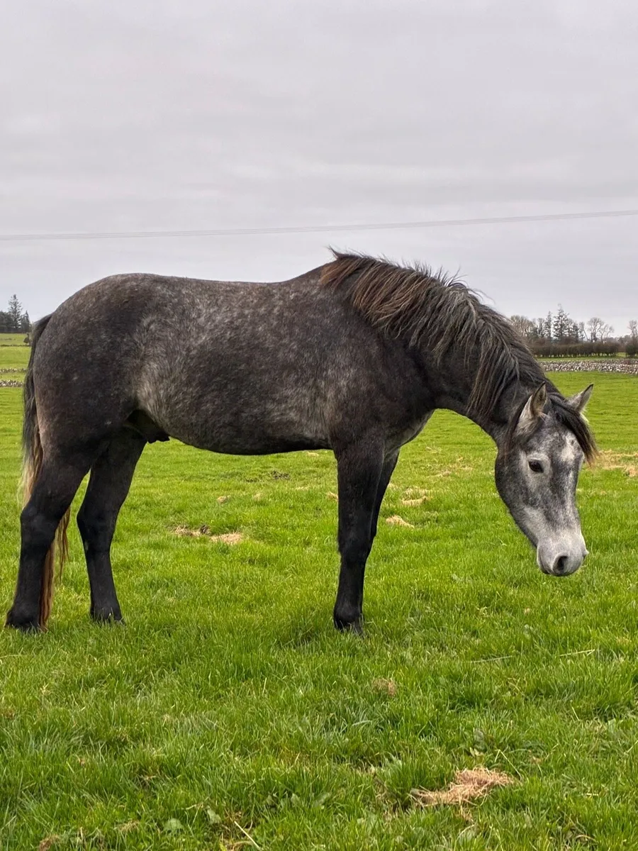 Connemara Gelding - Image 2