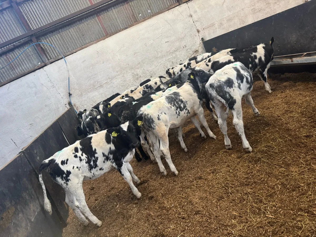 21 Belgian Blue Heifers - Image 1