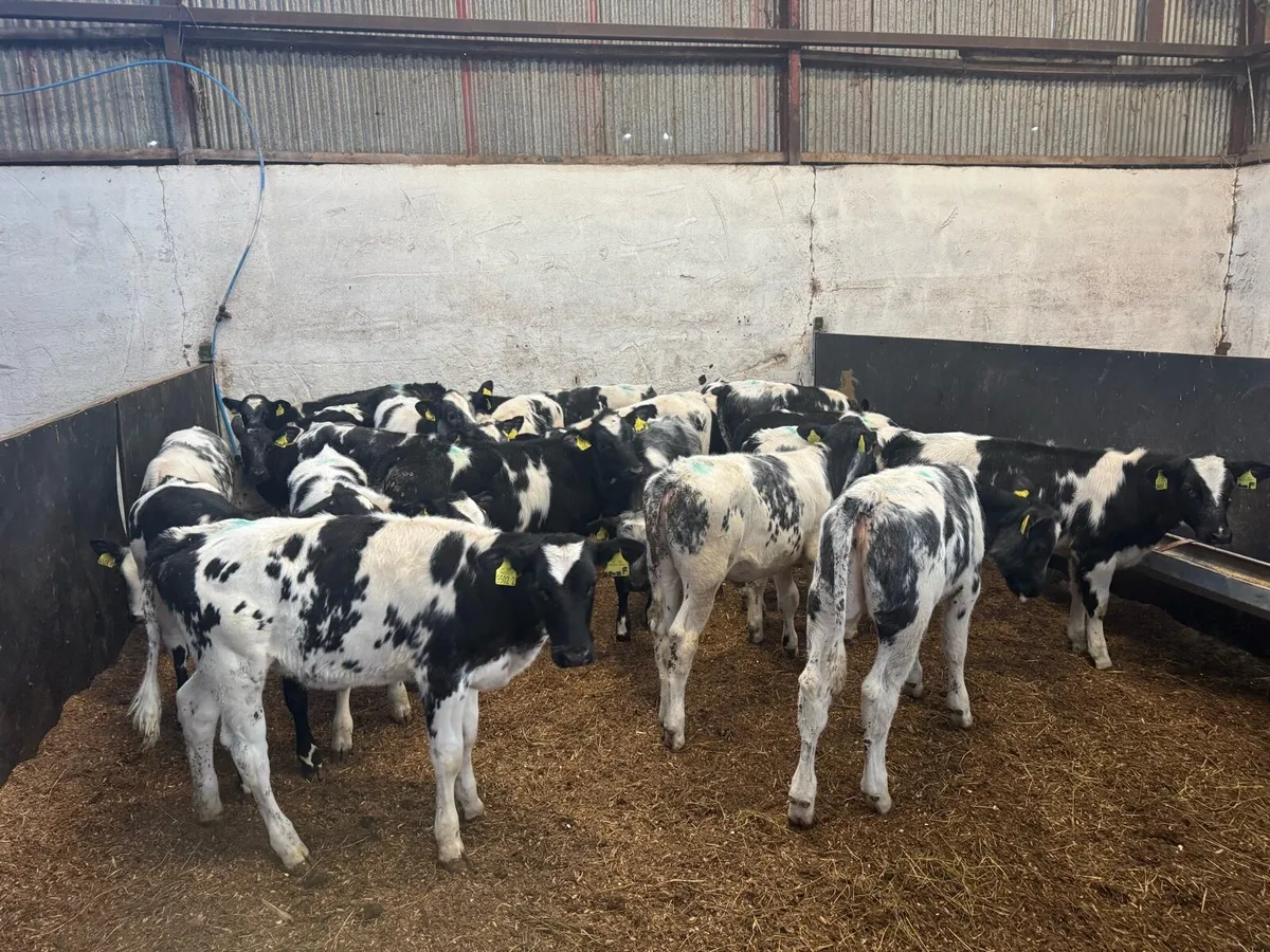 21 Belgian Blue Heifers - Image 2
