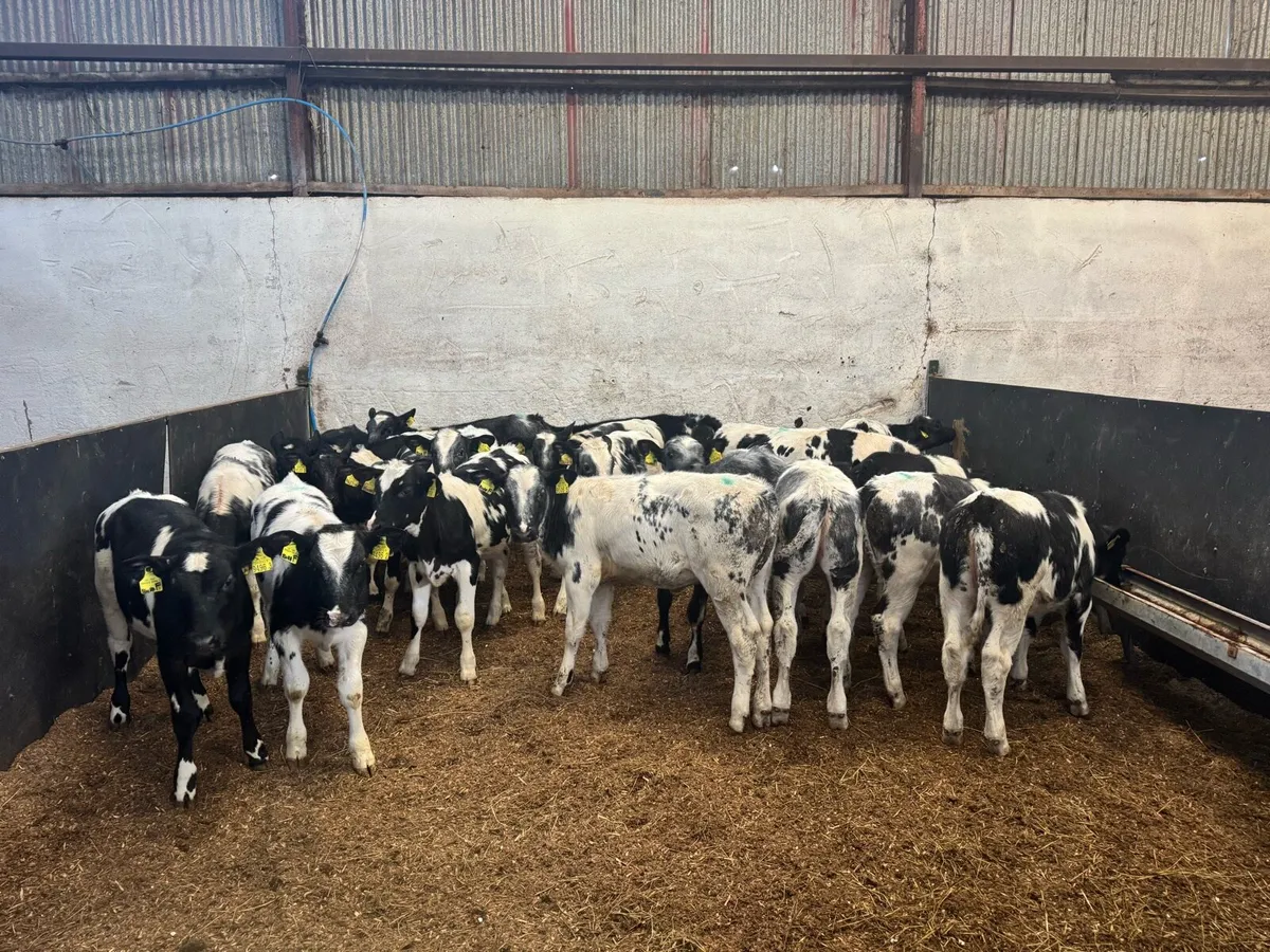 21 Belgian Blue Heifers - Image 3