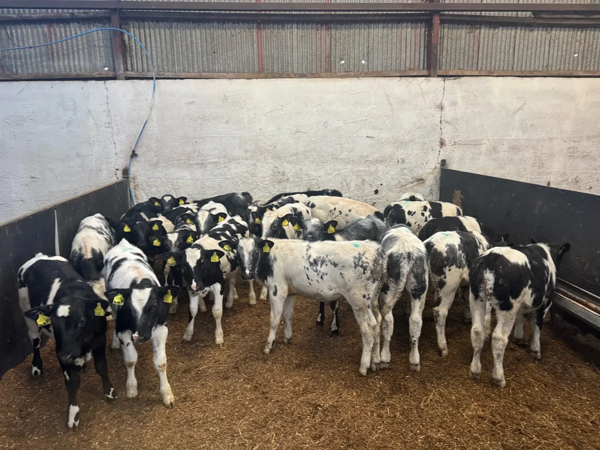 21 Belgian Blue Heifers - Image 4
