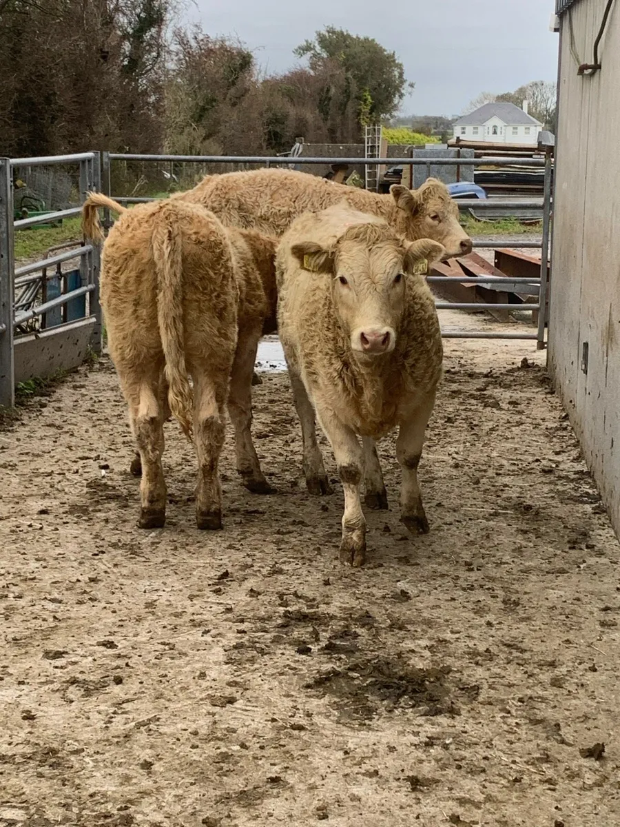 🟢Weanlings 🟢 - Image 1