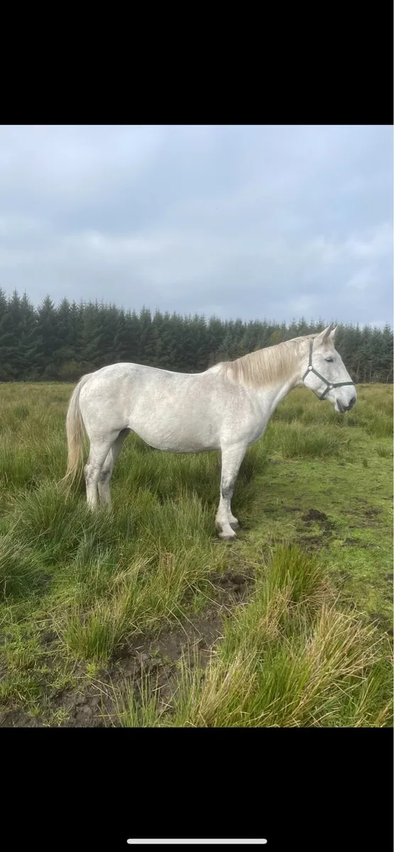 Class 1 infoal Luke skywalker broodmare - Image 1
