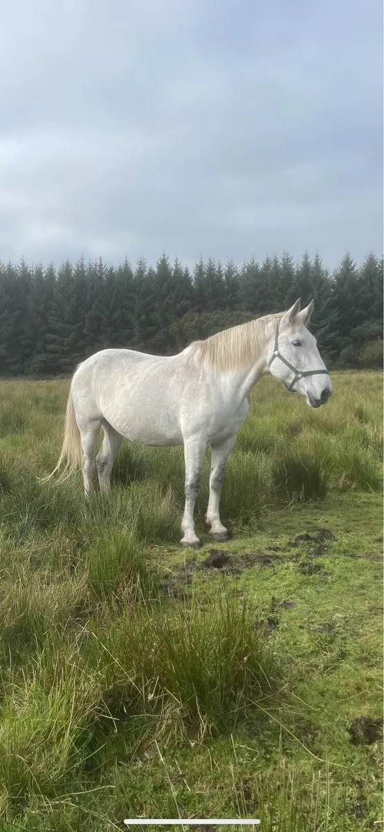 Class 1 infoal Luke skywalker broodmare - Image 2