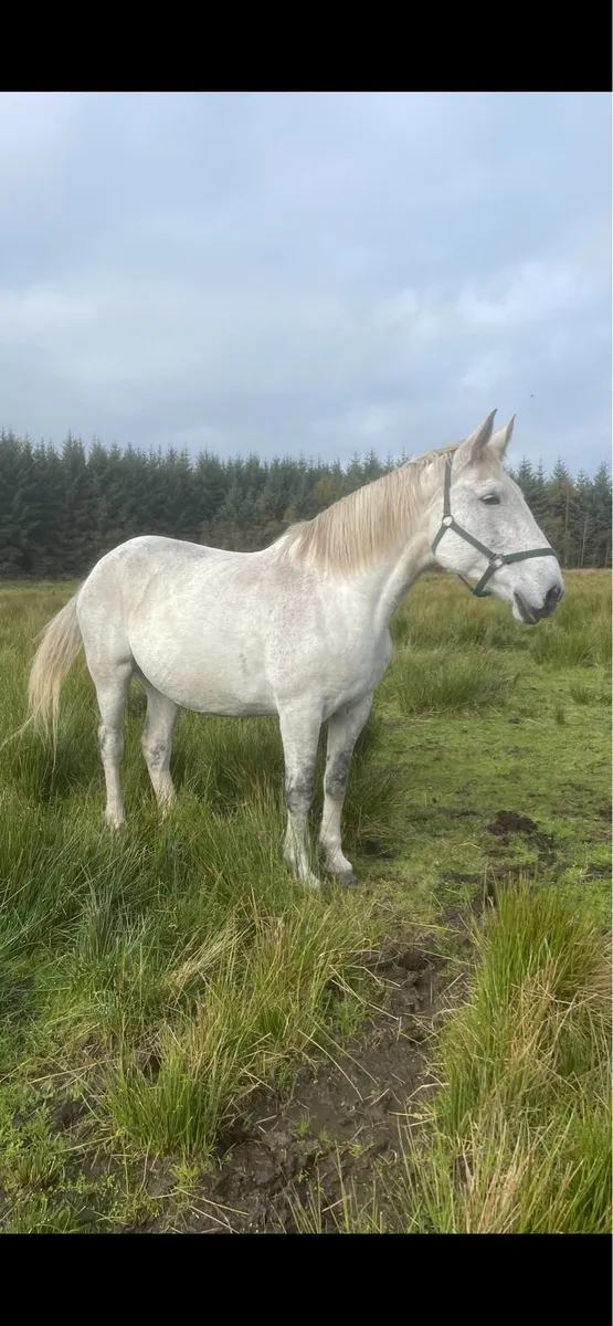 Class 1 infoal Luke skywalker broodmare - Image 3