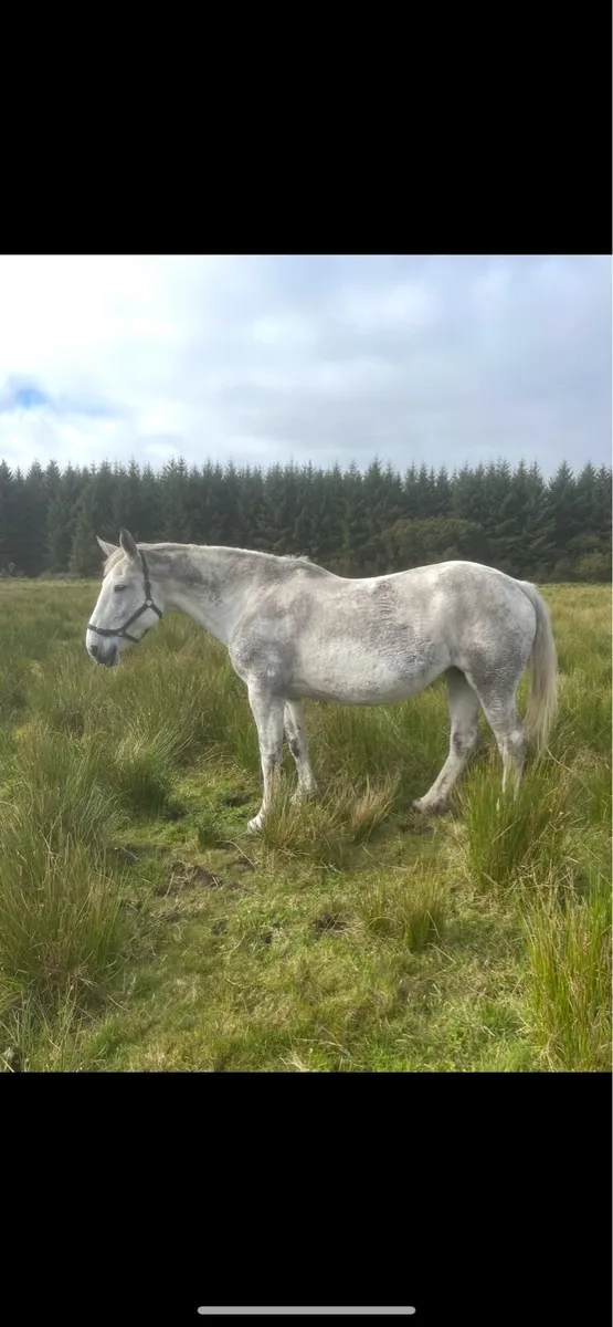 Class 1 infoal Luke skywalker broodmare - Image 4