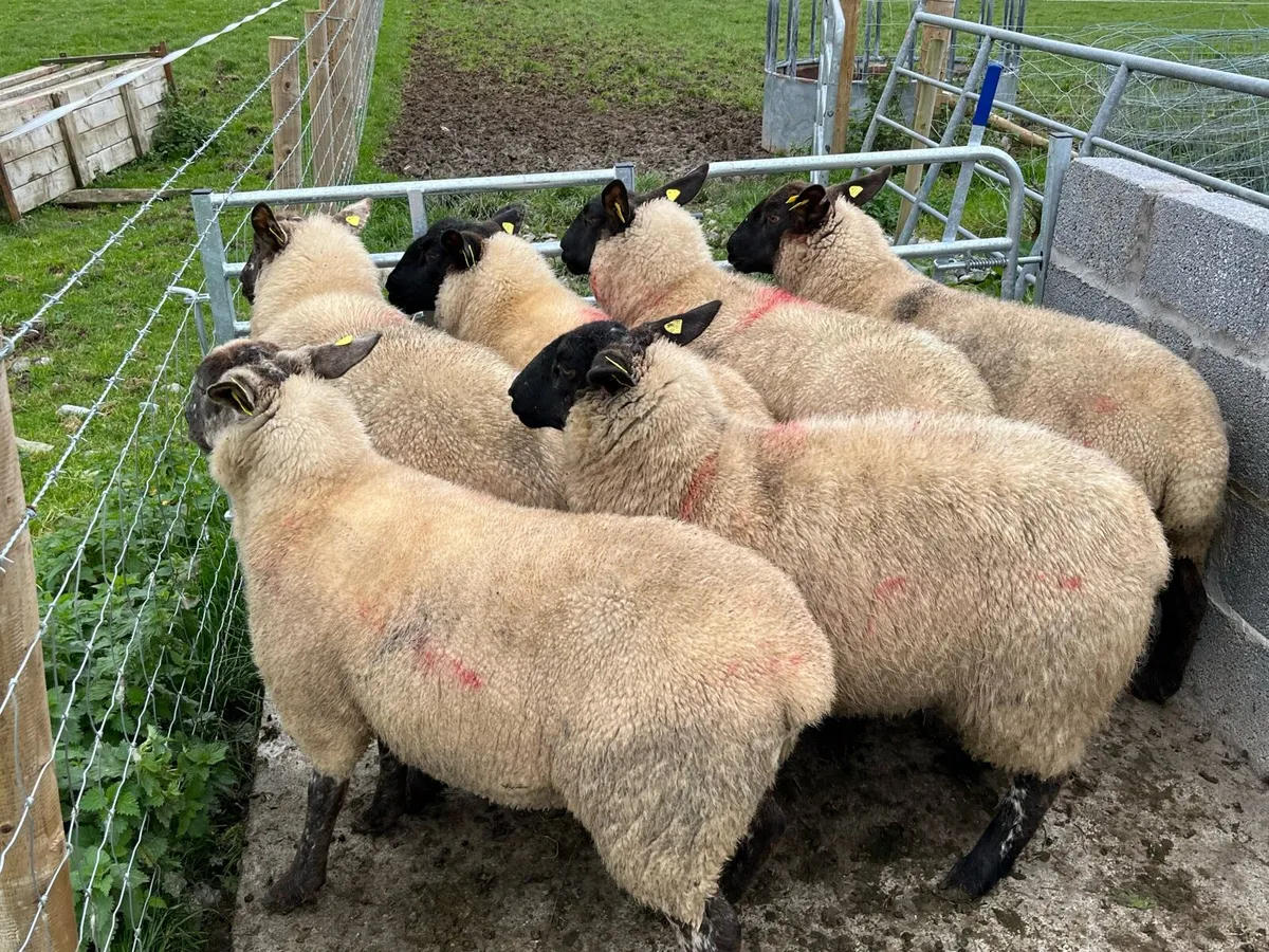 Suffolk Hoggets - Image 1