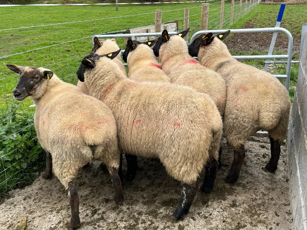 Suffolk Hoggets - Image 2