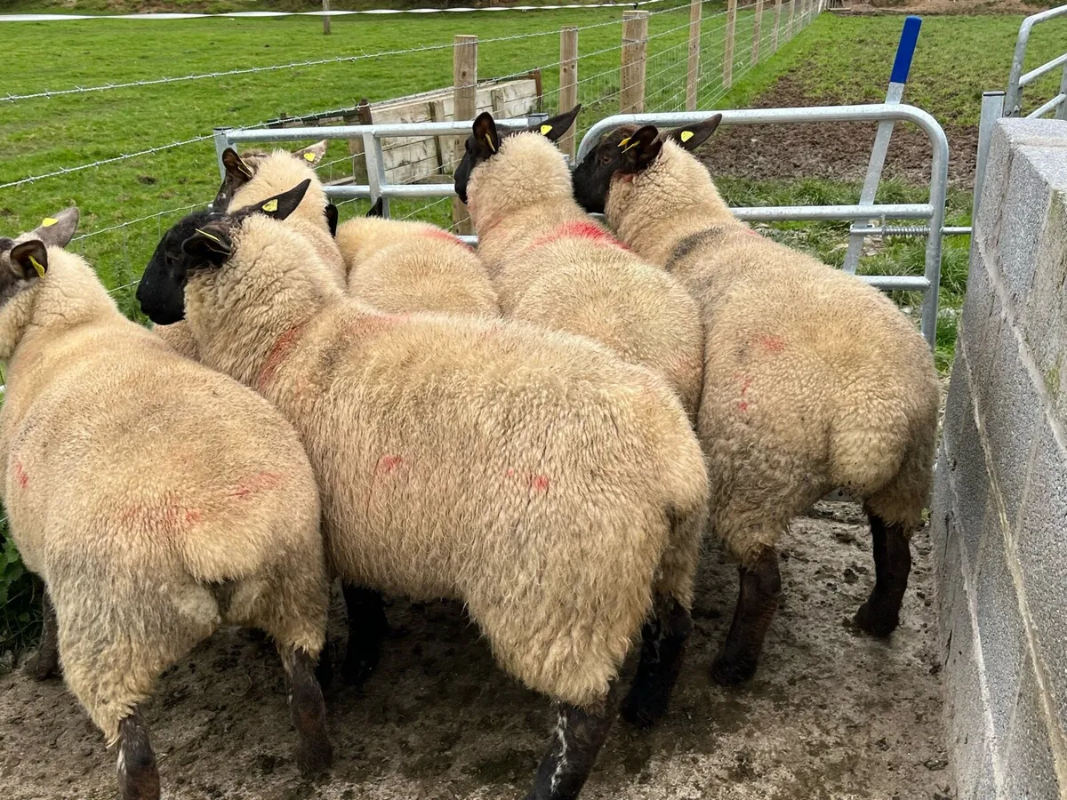 Suffolk Hoggets - Image 3
