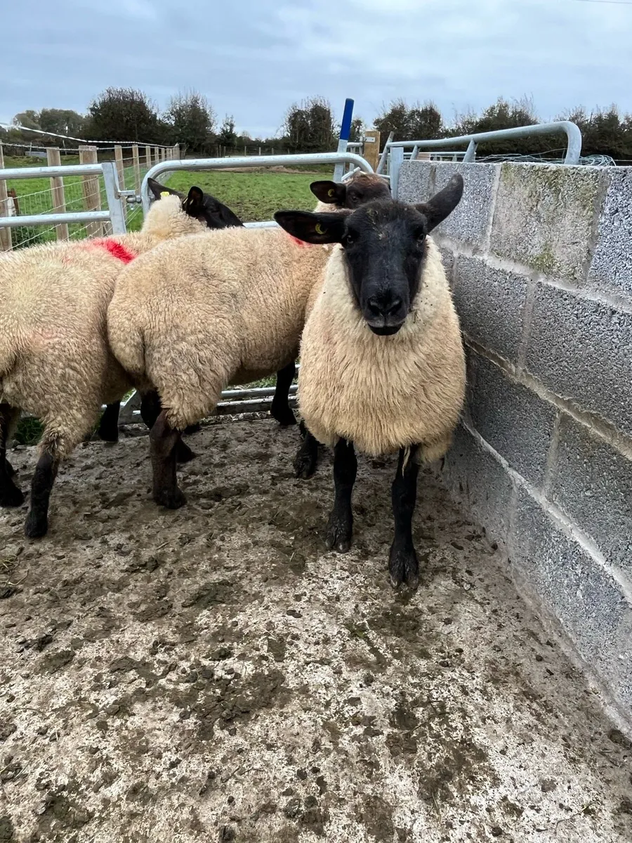 Suffolk Hoggets - Image 4