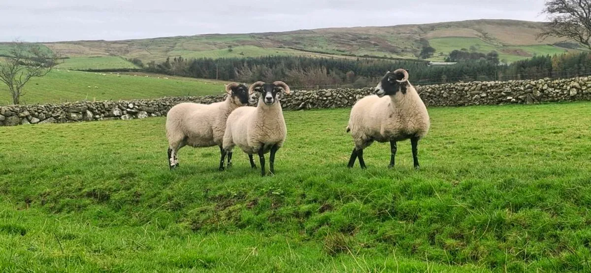 LANARK HOGGETS - Image 1