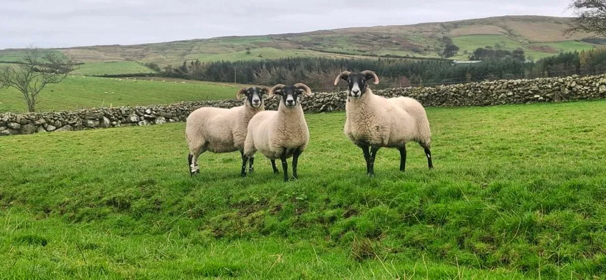LANARK HOGGETS - Image 2