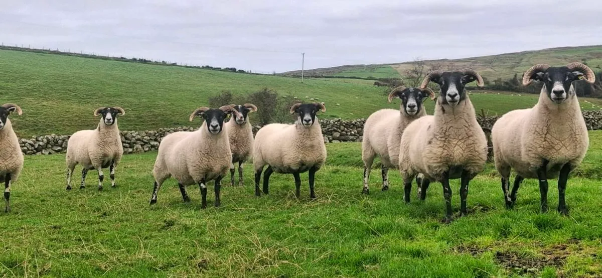 LANARK HOGGETS - Image 3