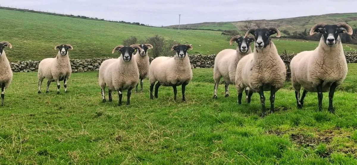 LANARK HOGGETS - Image 4