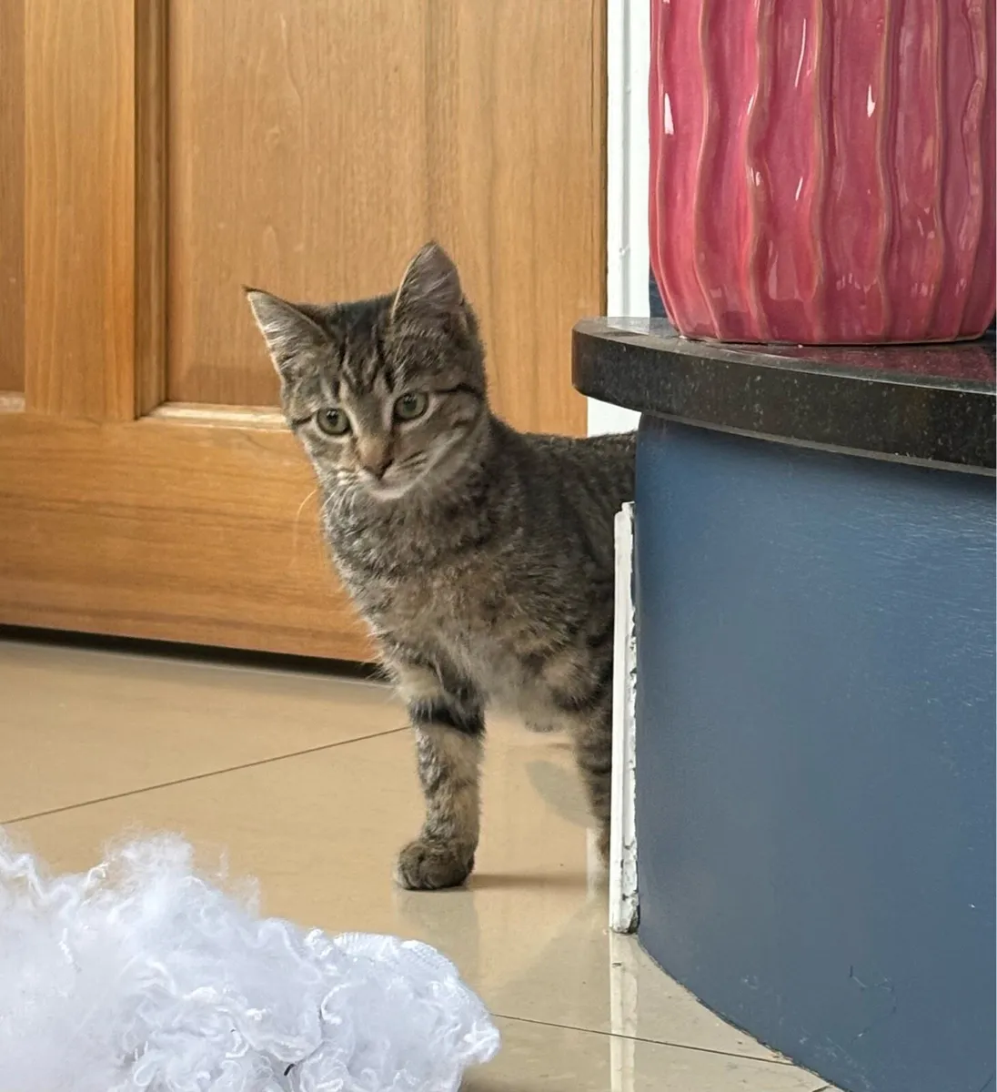 Beautiful kitten *can deliver if needed* - Image 1