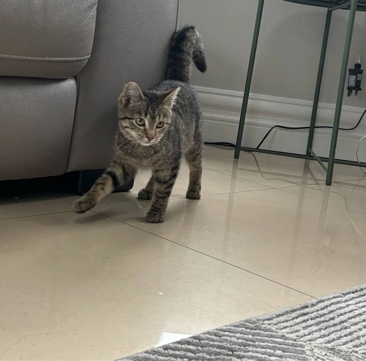Beautiful kitten *can deliver if needed* - Image 2