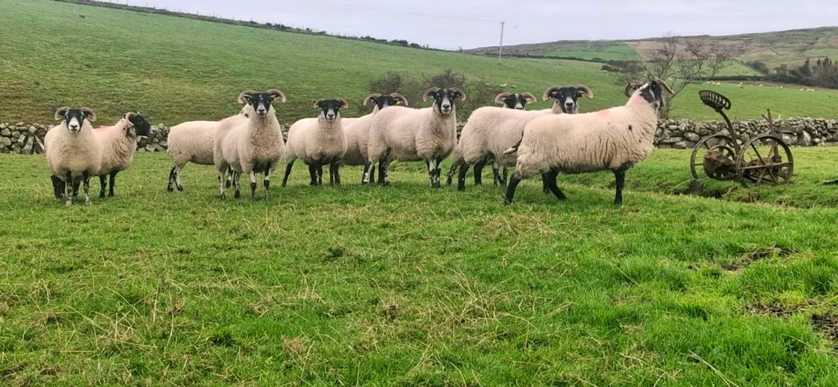 HOGGETS / LANARKS - Image 2