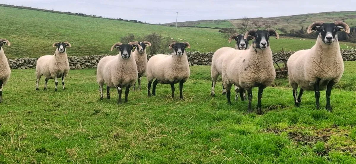 HOGGETS / LANARKS - Image 1