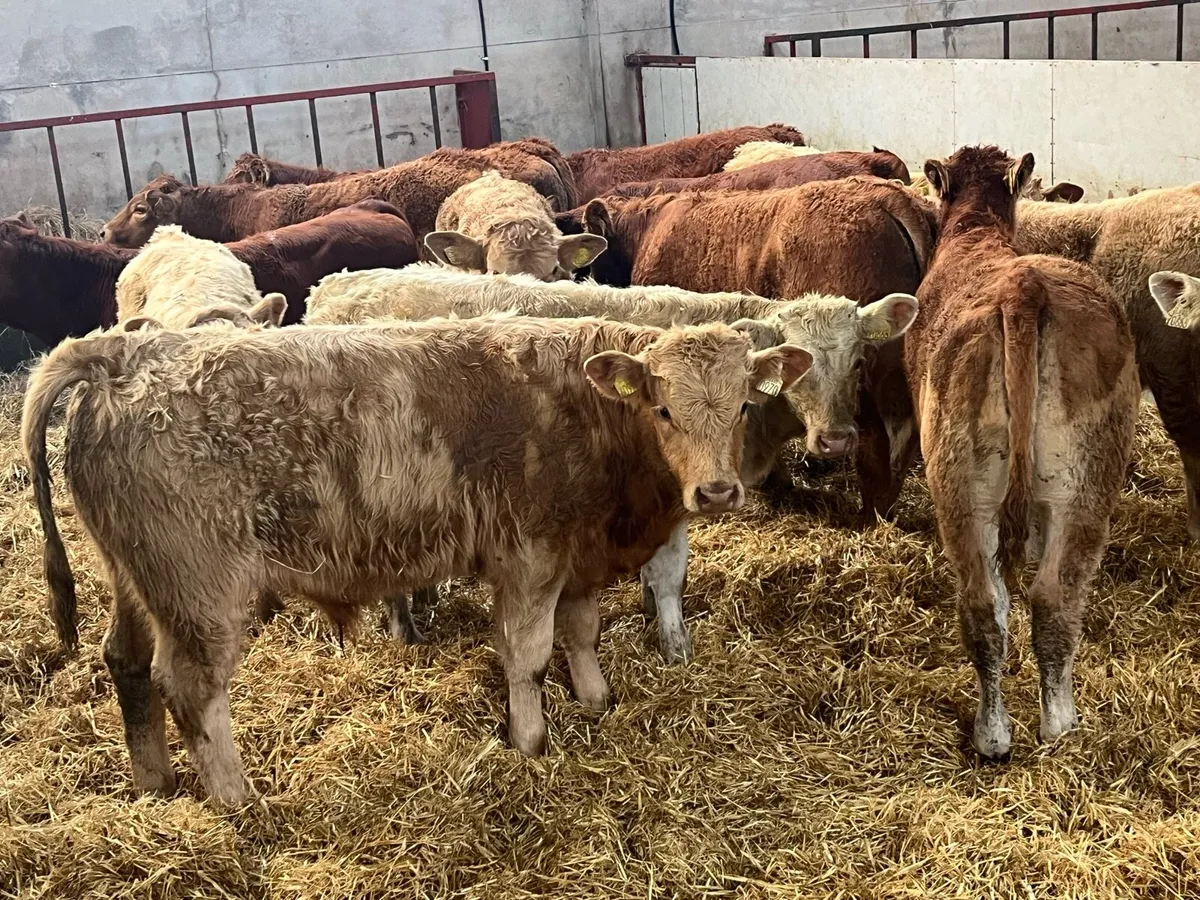 20 SUPER 275Kg CH & LIM BULL WEANLINGS - Image 1
