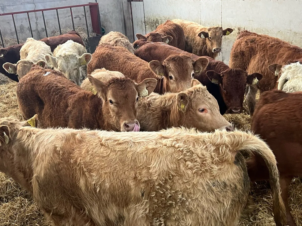 20 SUPER 275Kg CH & LIM BULL WEANLINGS - Image 2