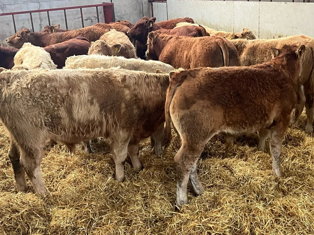 20 SUPER 275Kg CH & LIM BULL WEANLINGS - Image 3