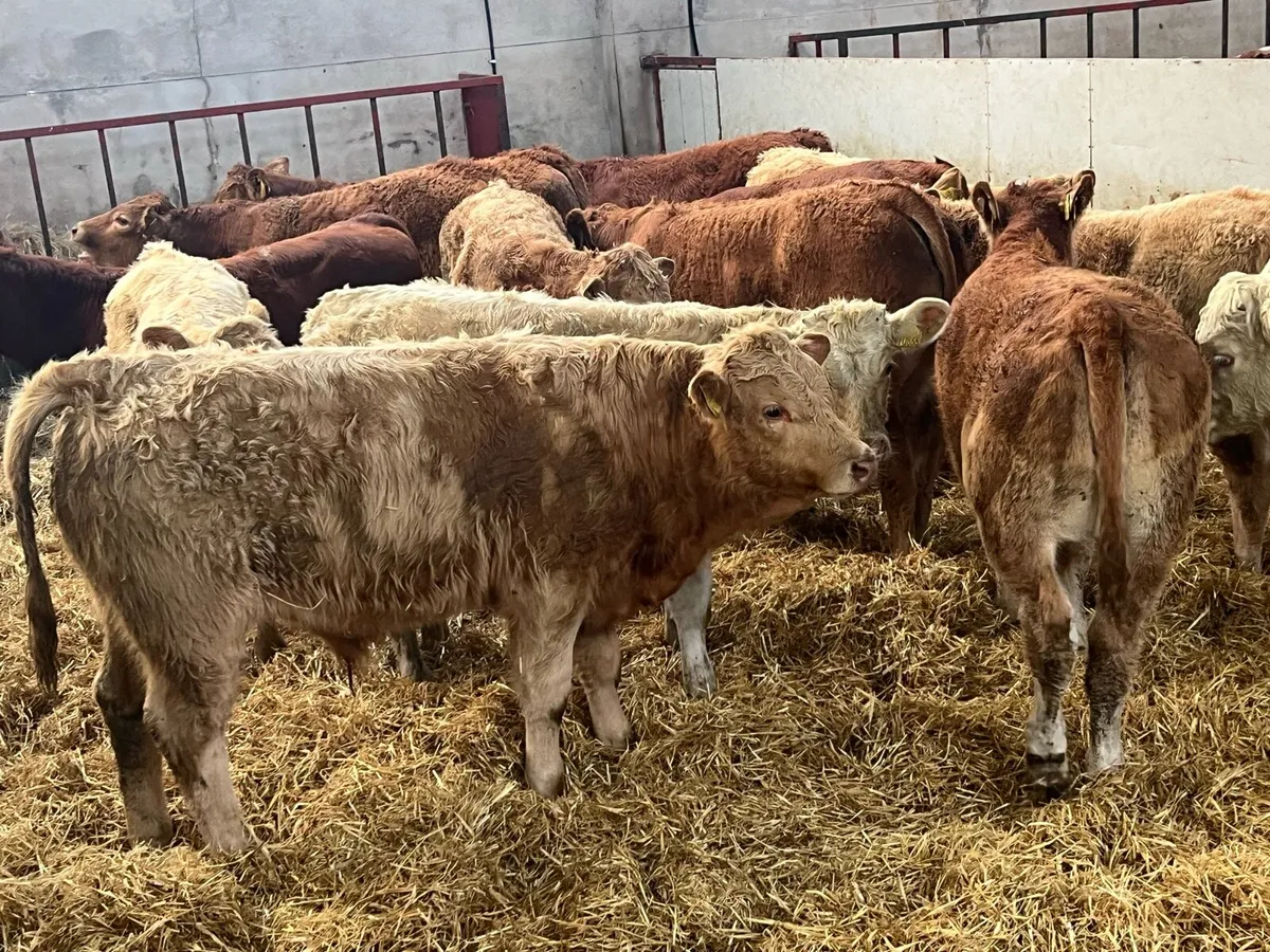 20 SUPER 275Kg CH & LIM BULL WEANLINGS - Image 4