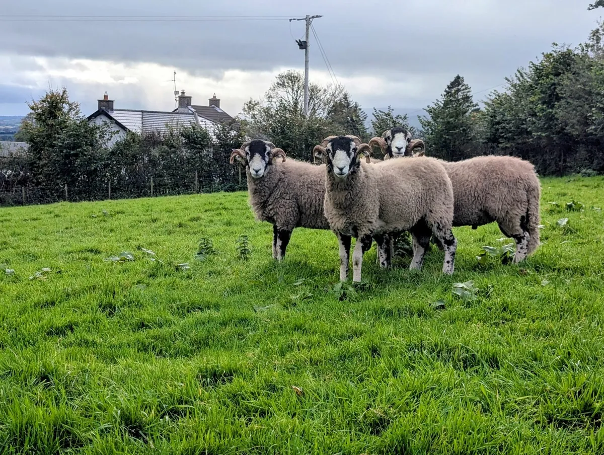 Registered swaledale rams - Image 1