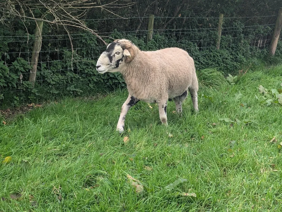 Registered swaledale rams - Image 2