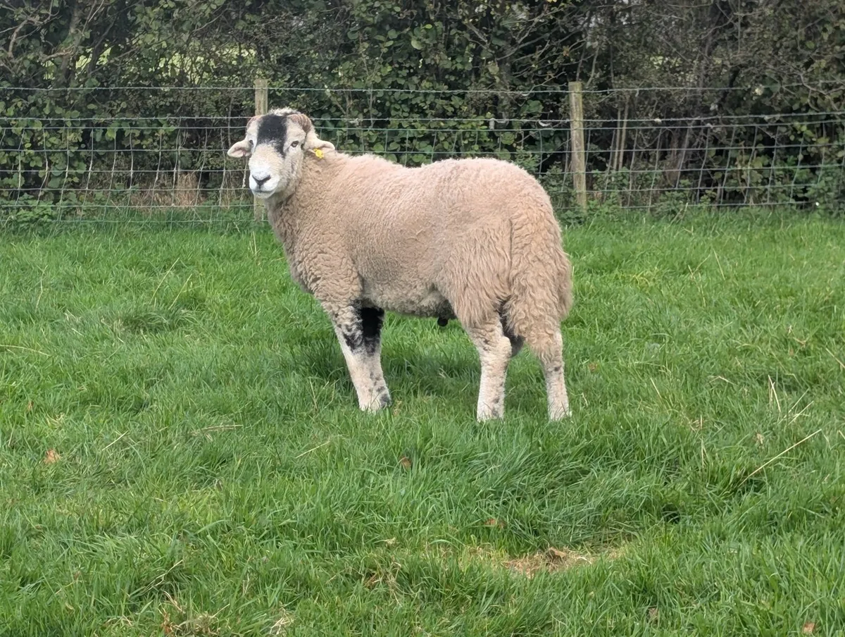Registered swaledale rams - Image 3