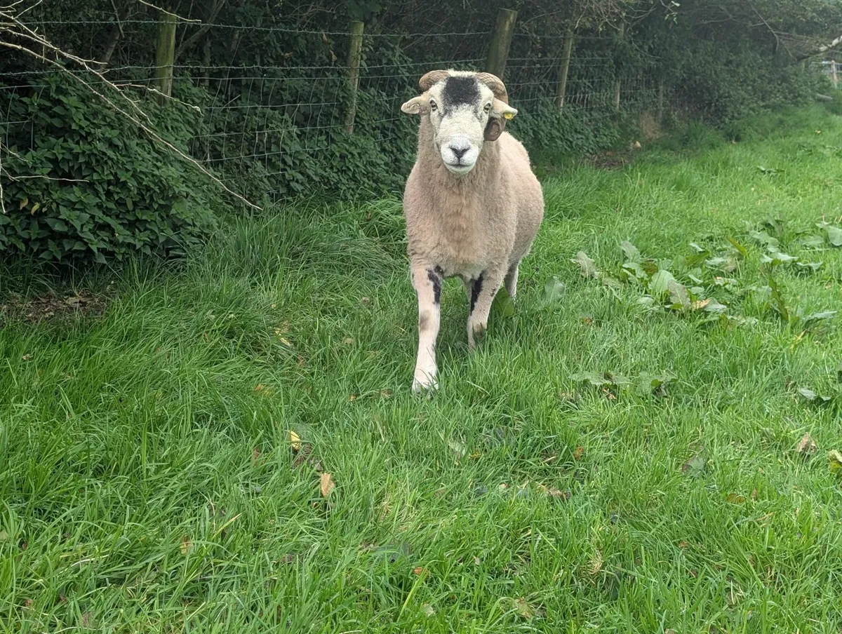 Registered swaledale rams - Image 4