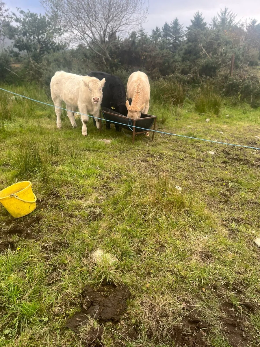3 weanlings - Image 1