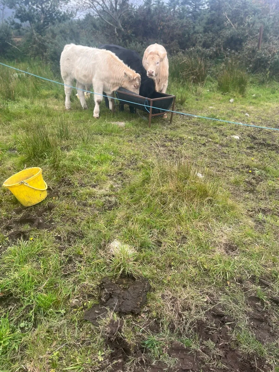 3 weanlings - Image 2