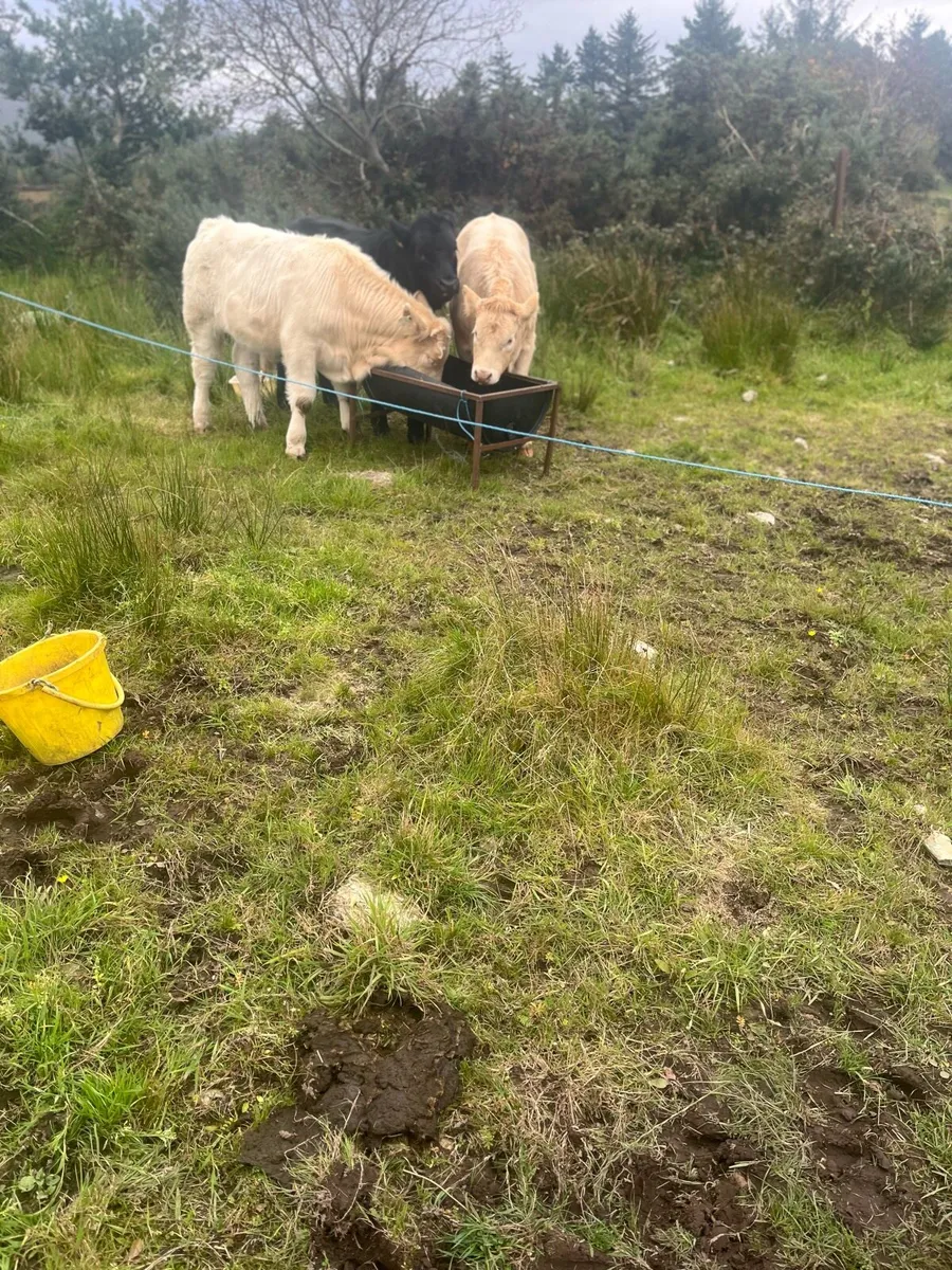 3 weanlings - Image 3