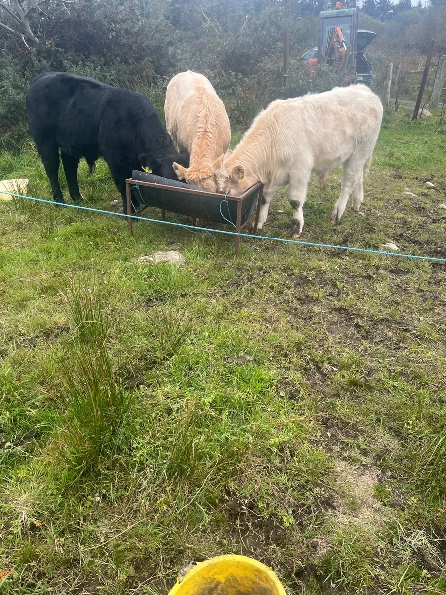 3 weanlings - Image 4