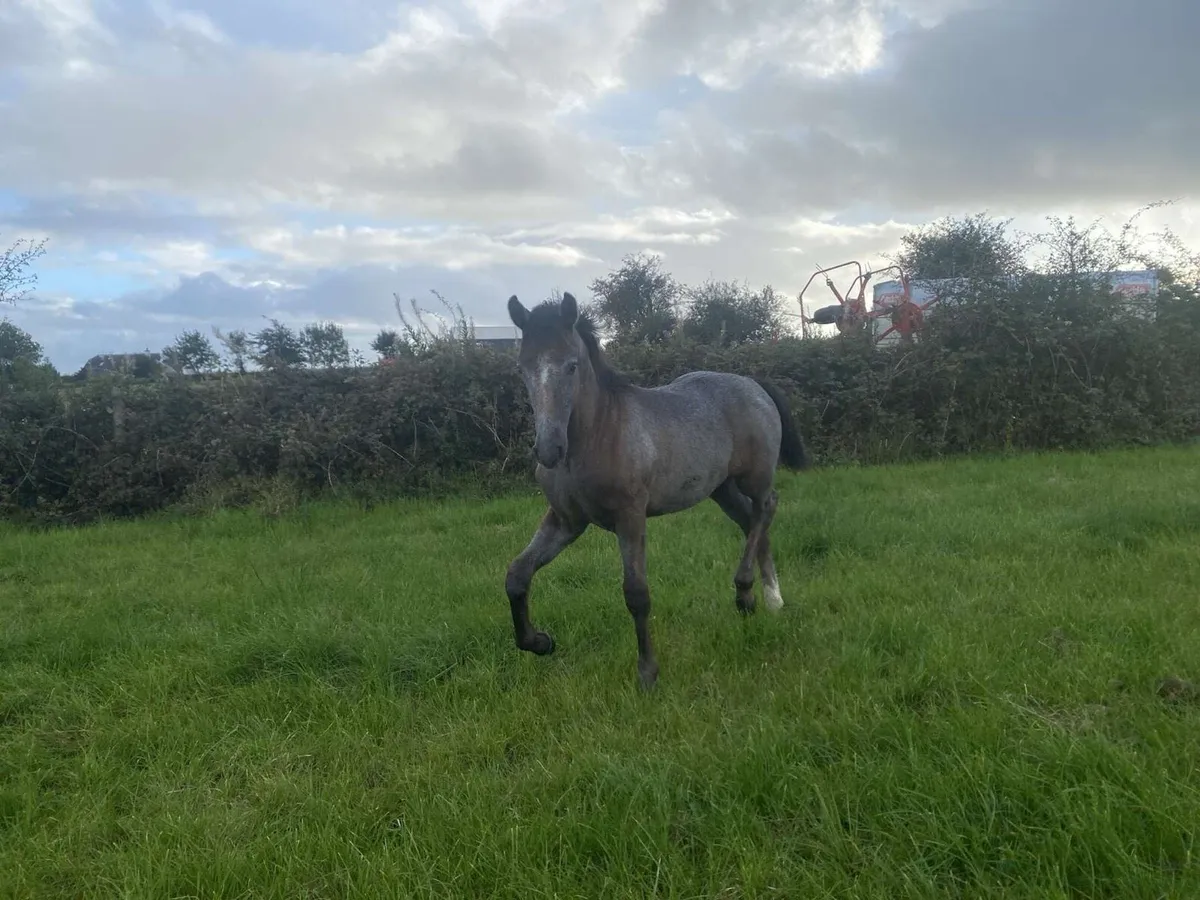 Irish Draught Filly Foal - Image 1