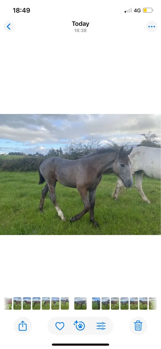 Irish Draught Filly Foal - Image 2