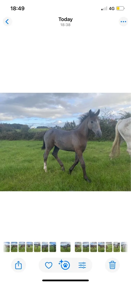 Irish Draught Filly Foal - Image 3