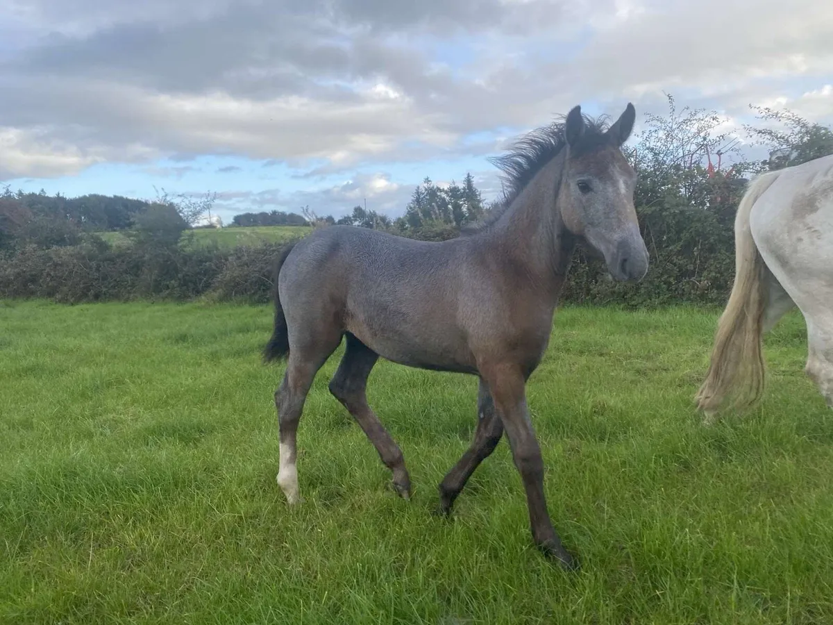 Irish Draught Filly Foal - Image 4