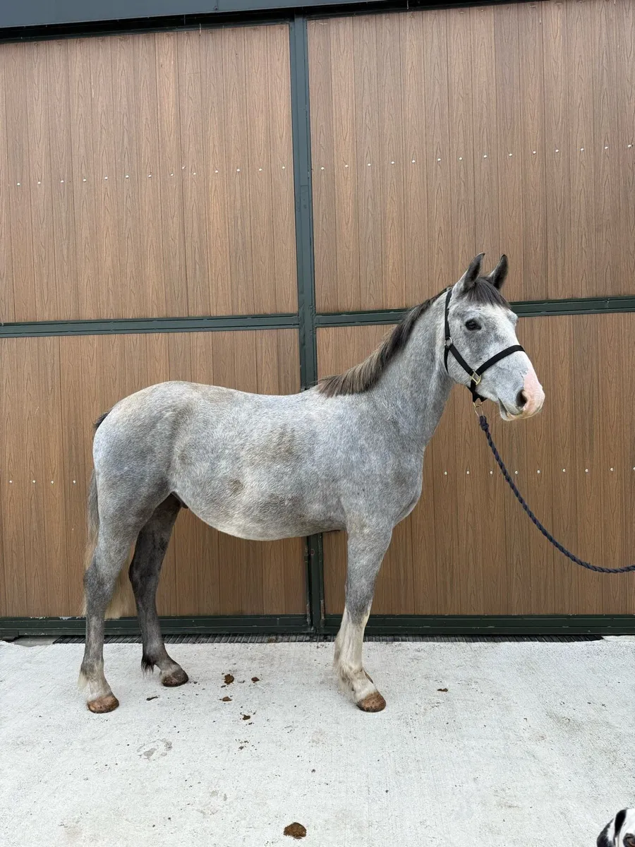 15'1hh 3yr old Gelding - Image 1