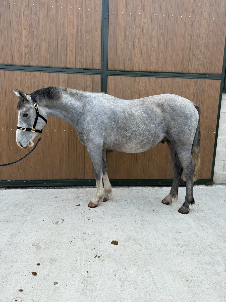 15'1hh 3yr old Gelding - Image 2