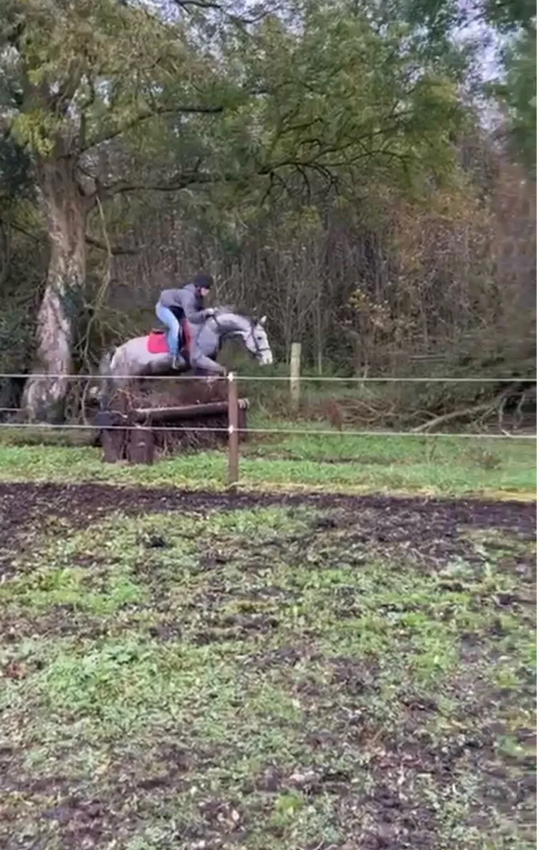 15'1hh 3yr old Gelding - Image 3