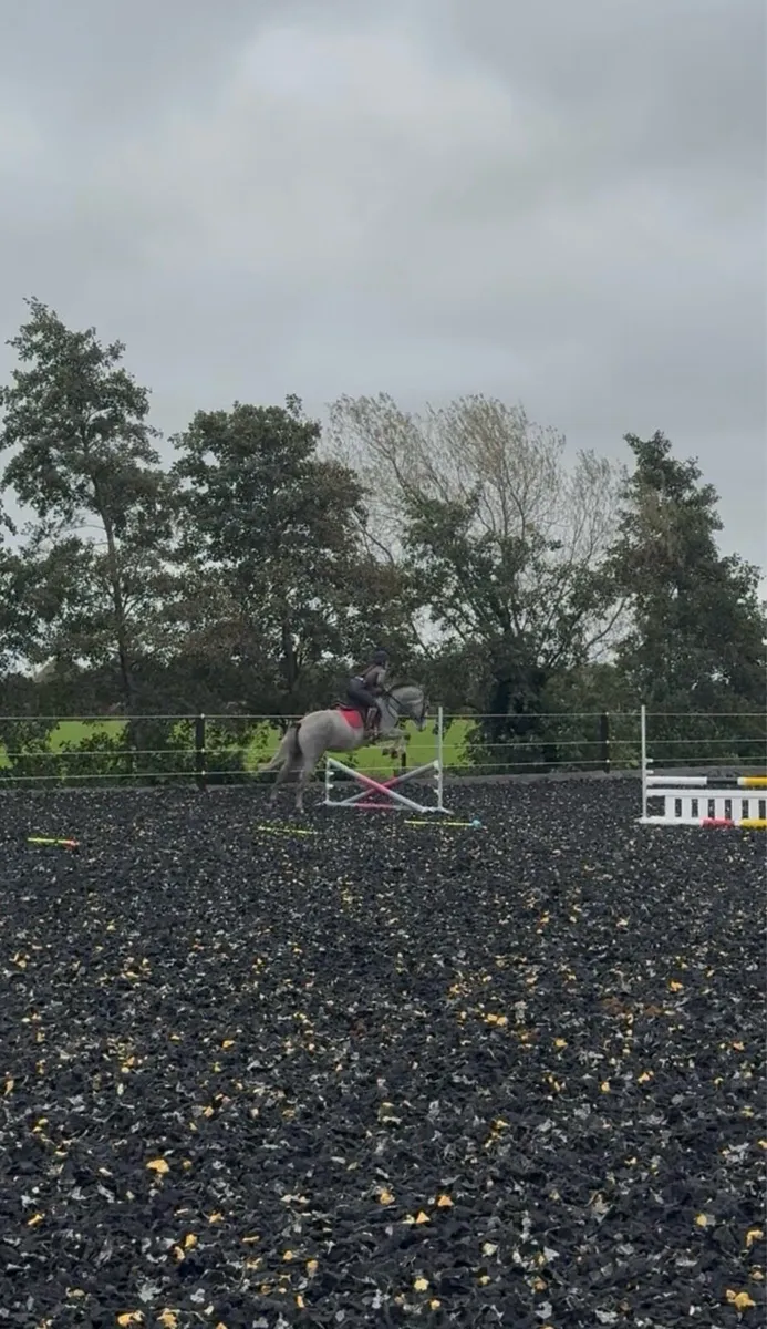 15'1hh 3yr old Gelding - Image 4