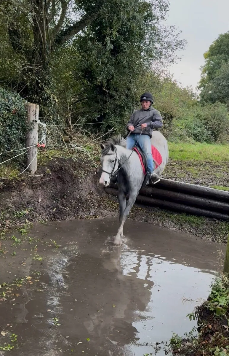 15'1hh 3yr old Gelding - Image 4