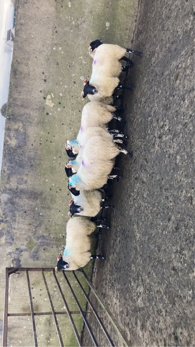 ewe lambs - Image 1